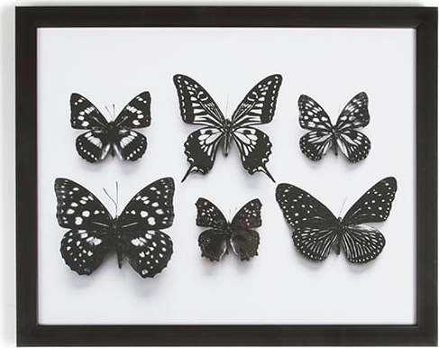 Obraz v rámu Graham & Brown Botanical Butterfly