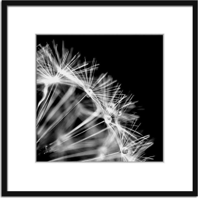 Plakát 50x50 cm Dandel - Styler Styler