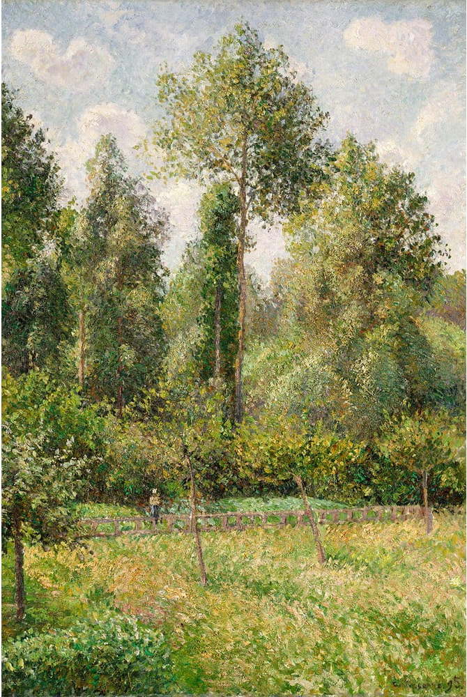 Reprodukce obrazu 60x80 cm Poplars